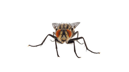 Flesh fly isolated on white background, Sarcophaga sp.