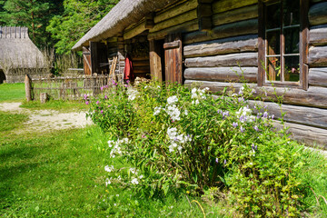 Fototapeta na wymiar Flowers and plants on the edge of the log cabin in the forest.