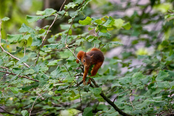 Eichhörnchen   © PhotoArt