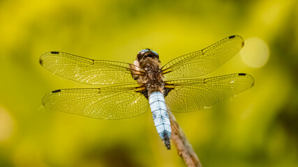 Macro of a beautiful dragonfly on a sunny summer day