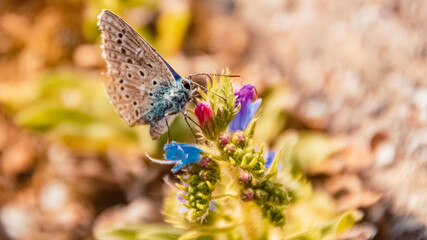 Macro of a beautiful Pearl butterfly on a flower on a sunny summer day