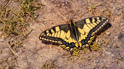 Macro of a beautiful Swallowtail butterfly, Papilio machaon on a sunny summer day