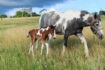 Naklejka na ściany i meble Horse chils and mother horse her beautiful foal on a field