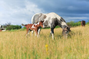 Horse chils and mother horse her beautiful foal on a field