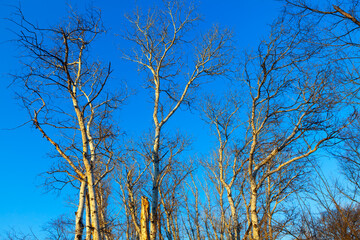 Bare trees against blue sky in the spring season 