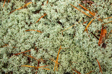 Beautiful gray texture forest moss. Moss with christmas needles, fallen autumn leaves, berries and various forest branches and plants.