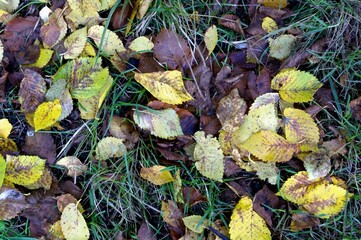 Green grass with autumn fallen leaves