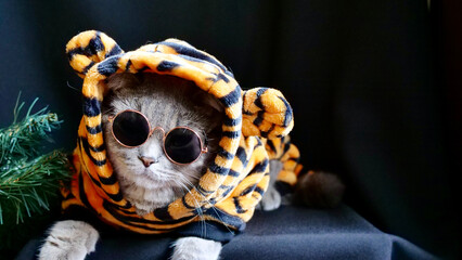 Pet British, Scottish Straight cat in a tiger costume lies on an isolated black background with glasses. Cool animal 2022