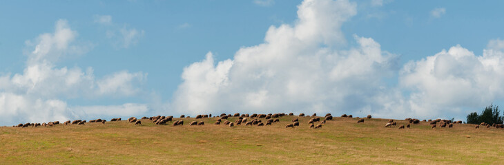 Panoramic photography. A flock of sheep in the pasture. Autumn sunny day. Farming