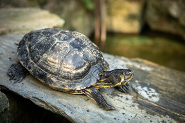 A closeup of a single turtle, sitting on rock above the water.