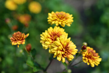 Yellow and red beautiful chrysanthemum in the garden