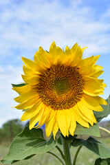 Naklejka premium Yellow Helianthus annuus close-up in the garden in summer
