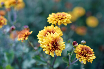 Yellow and red beautiful chrysanthemum in the garden
