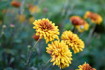 Yellow and red beautiful chrysanthemum in the garden