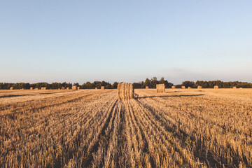 Field of hay rolls in sunset