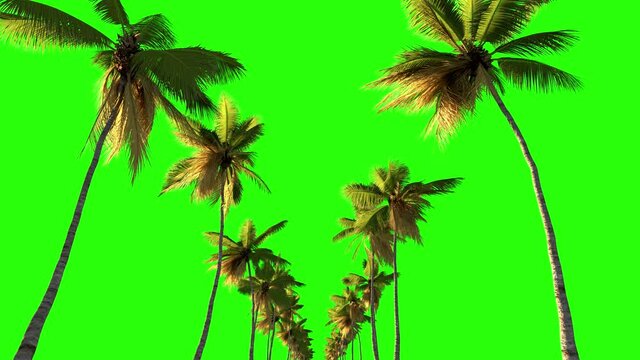 the movement of the camera along the road from palm trees on a green background
