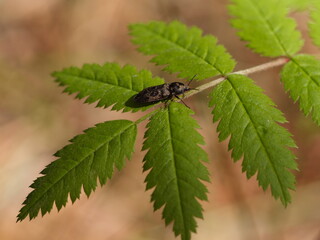 fly on leaf