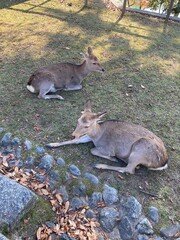公園で休憩する鹿