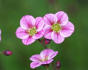 Fototapeta premium three pink flowers in the garden