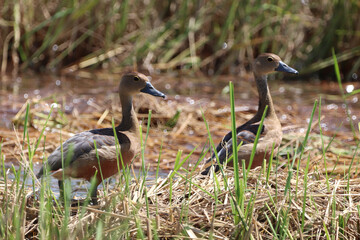 pair of ducks