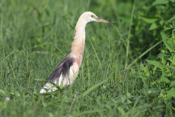 black crowned crane