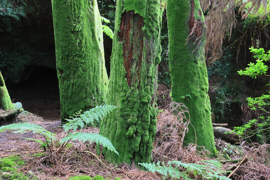Green trunk trees, Sao Miguel island, Azores