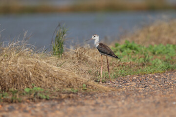 blue heron