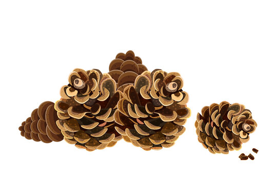 Pine cones. Pinecones isolated on white background.Open fir or cedar cones group.Conifer fruit.Coniferous tree brown cones. Pinecorn heap.Christmas or autumn holiday design element.Vector illustration