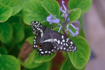 butterfly on a flower