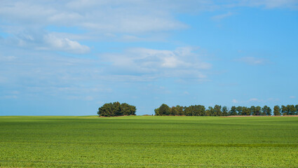 Landscape. Background. Bright green field trees on the horizon and blue sky with clouds. Agricultural land, blue sky with clouds.
