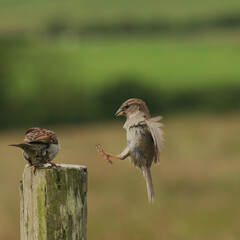 Sparrow landing