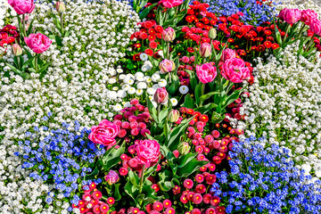 Weggis, Fr&uuml;hling, Fr&uuml;hlingsblumen, Blumenbeet, Tulpen, Bellis, G&auml;nsebl&uuml;mchen, Vergissmeinnicht, See, Seeufer, Vierwaldst&auml;ttersee, Schweiz
