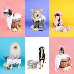 collection of grooming shih tzu, corgi, schnauzer, spitz dog in colorful background 