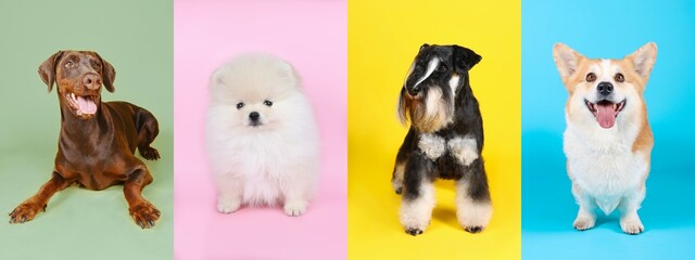 collage of doberman, spitz white, miniature schnauzer and welsh corgi in colorful background 
