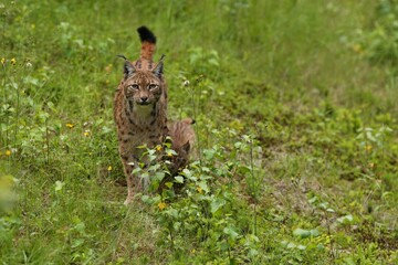 Euroasian lynx in the bavarian national park in eastern germany, european wild cats, animals in european forests, lynx lynx 