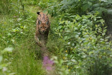 Euroasian lynx in the bavarian national park in eastern germany, european wild cats, animals in european forests, lynx lynx 