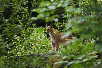 Euroasian lynx in the bavarian national park in eastern germany, european wild cats, animals in european forests, lynx lynx 