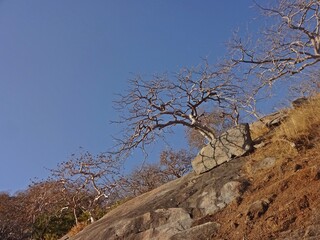 tree in jungle