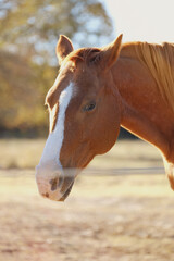 Obraz premium Sorrel mare in fall outdoor portrait with fence blurred foreground.