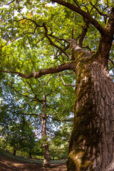 Trees
