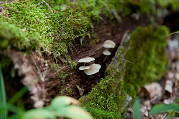 Mushrooms growing alongside a hiking trail in an Ontario Provincial Park.