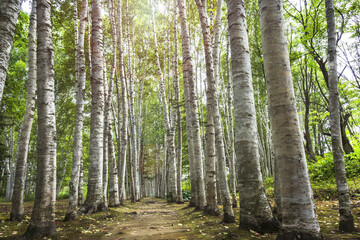 Walk along a birch-lined avenue full of sunlight through the trees in Hokkaido, Japan