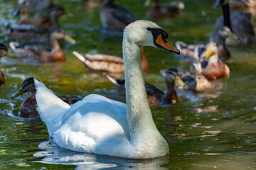 Beautiful majestic white swan in water.
