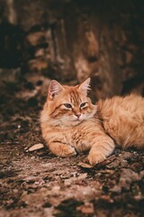 domestic cat, red, fluffy, posing