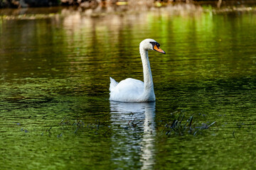 Beautiful majestic white swan in water.