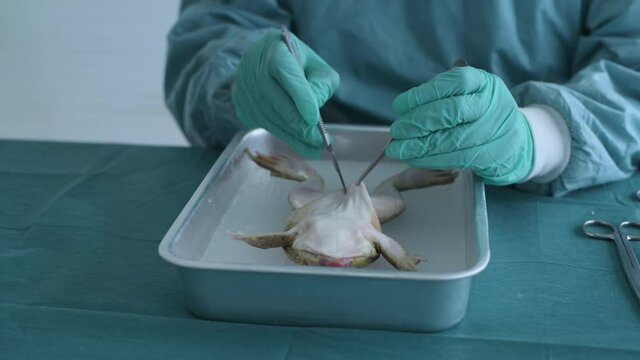 Education concept of 4k Resolution. Researchers are dissecting frogs in a lab.