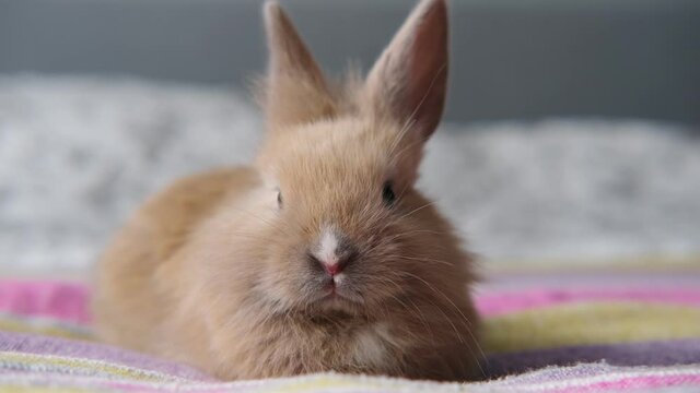 little cute pet rabbit sitting on the bed and wiggling his nose