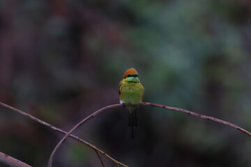 red headed bee eater