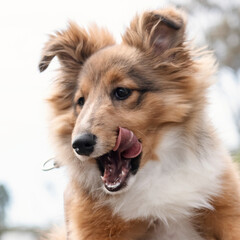 Cute happy puppy with tongue out. Portrait Shetland Sheepdog Sheltie dog enjoying the outdoors.