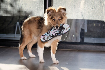 Cute Naughty Puppy biting flip flops slipper. Teething development stage of a dog Shetland...